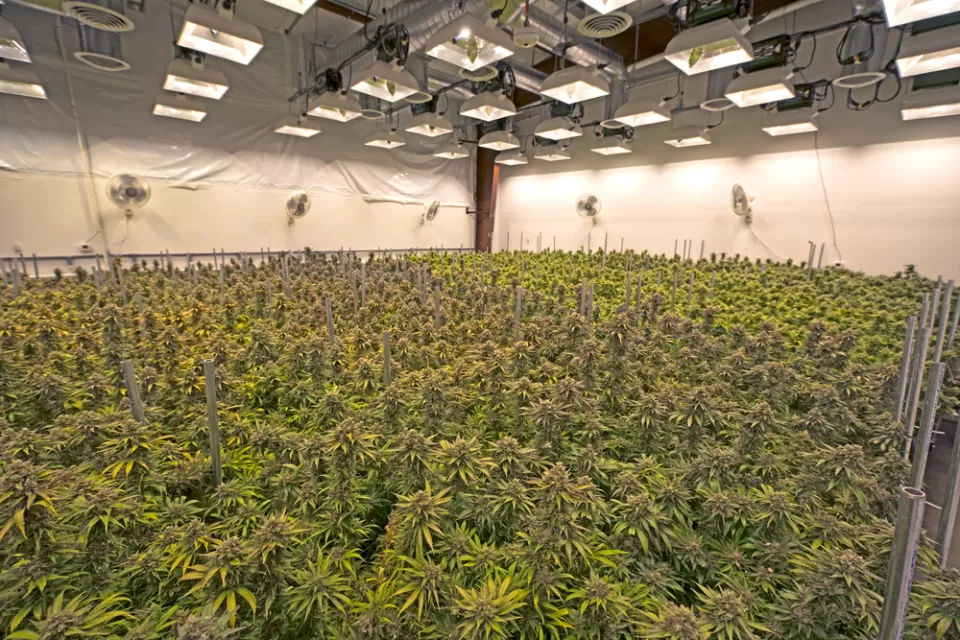 Indoor Grow Room